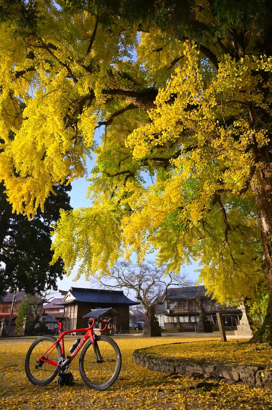 鮮やかな黄色のイチョウの葉が舞い落ちる中、赤いロードバイクが日本の伝統的な建物を背景に佇んでいる