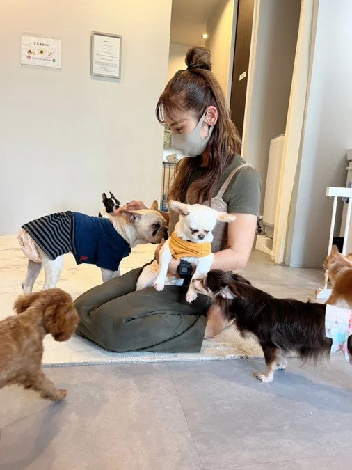 複数の小型犬と触れ合う女性